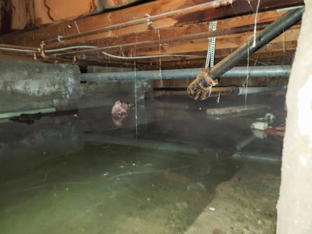 Best Water damage restoration mold remediation  in Belgrade, MT