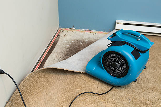 Best Water damage restoration mold remediation  in Belgrade, MT